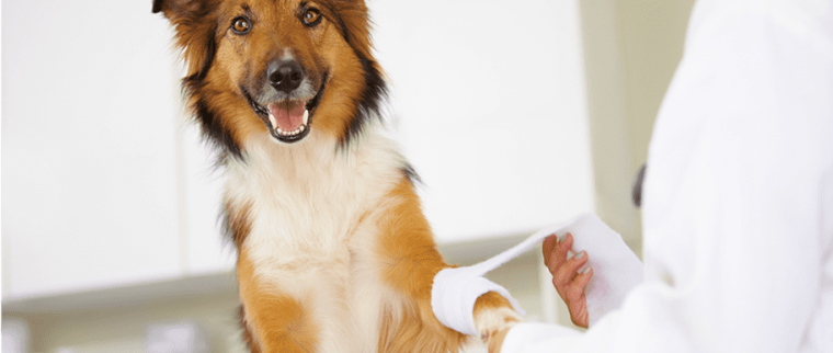 chien plaie qui ne cicatrise pas